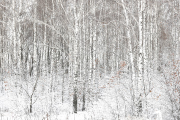 Fototapeta premium Black and white birch trees with birch bark in birch forest among other birches in winter on snow