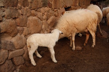 baby sheep looking for her mother