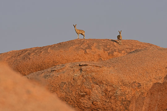 Klippspringer (Oreotragus) im Erongogebirge (Namibia)