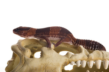 geco con sfondo bianco