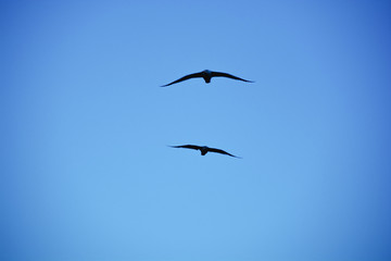 Silhouettes of birds in the blue sky
