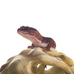 geco con sfondo bianco