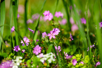summer meadow with flowers