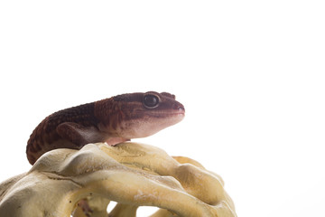 geco con sfondo bianco