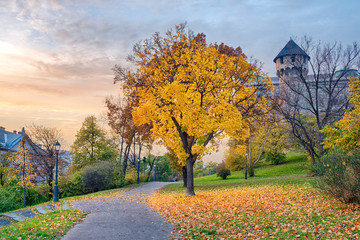 Autumn tree in the park, Royal Palace of Buda, Budapest