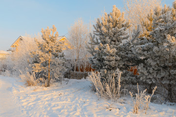Fototapeta na wymiar winter morning frost on fir trees