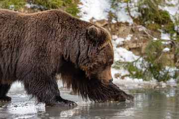 Obraz na płótnie Canvas Big brown bear in winter forest
