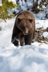 Big brown bear in winter forest