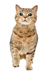 Funny curious cat Scottish Straight isolated on white background