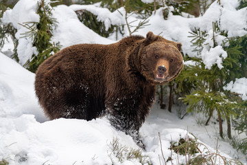 Big brown bear in winter forest