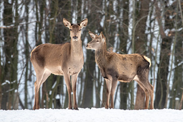 Female doe deer in winter forest