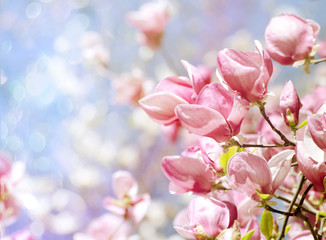 Naklejka na ściany i meble Beautiful magnolia tree blossoms in springtime. Bright magnolia flower against blue sky. Romantic floral background.