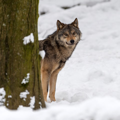 Fototapeta premium Timber wolf hunting in the forest