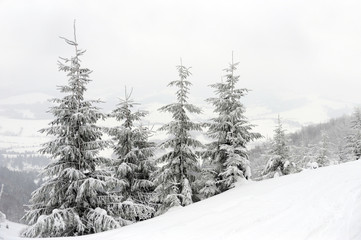 Obraz premium Winter landscape with snow covered trees