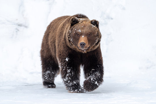 Big brown bear in winter forest