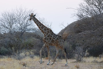 Steppengiraffe (giraffa camelopardalis) im Erongogebirge in Namibia