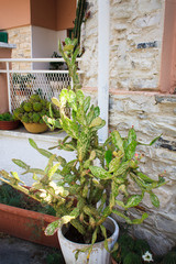 Green plant with thorns cactus Opuntia in a pot in one of the houses on the island of Cyprus