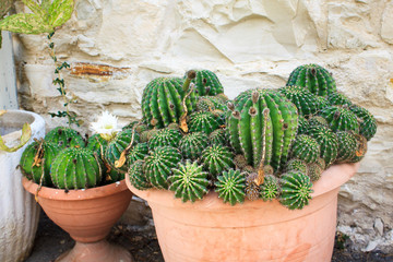 Green plant with thorns cactus Echinopsis in a pot in one of the houses on the island of Cyprus