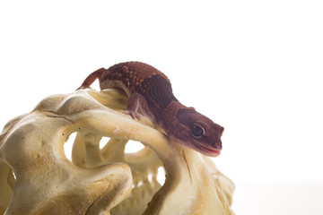 geco con sfondo bianco