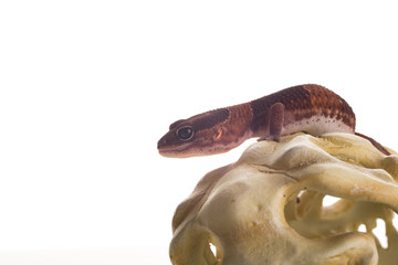geco con sfondo bianco