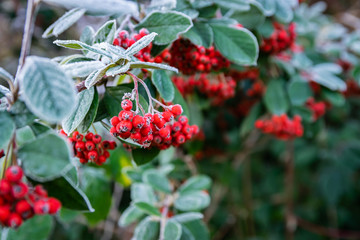 Fototapeta premium Decorative garden shrub and autumn-winter concept: frosted twig with red ripe fruits Pyracantha coccinea.