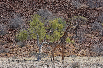 Giraffen (giraffa camelopardalis) im Damaraland bei Palmwag in Namibia