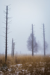 winterliche Nebellandschaft Wanderung