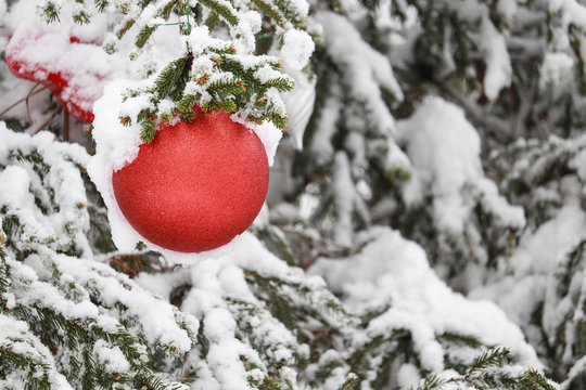 Christmas toy red ball decoration on a natural fir branch covere