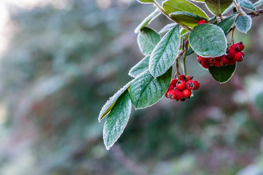 Decorative garden shrub and autumn-winter concept: frosted twig with red ripe fruits Pyracantha coccinea.