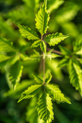 green leaves of hemp