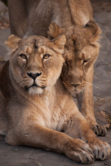 Fototapeta na wymiar lioness girlfriends sit next to each other