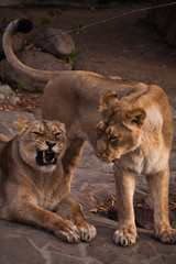Fototapeta na wymiar lioness is a strong and beautiful animal, demonstrates emotions.