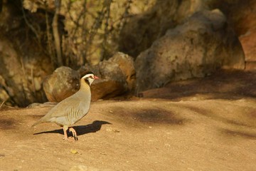 Arabian Partridge / Alectoris melanocephala