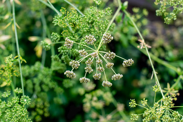 Gardening, cultivation and care of plants concept: ripe parsley seeds in the garden.