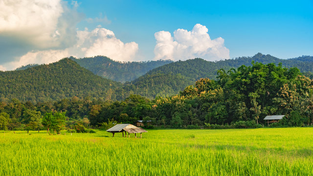 beautiful green rice field mountain background Mueang Khong Chiangmai Thailand