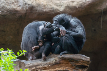 Children and parents of monkeys. Chimpanzee family. Animal protection. Evolution.