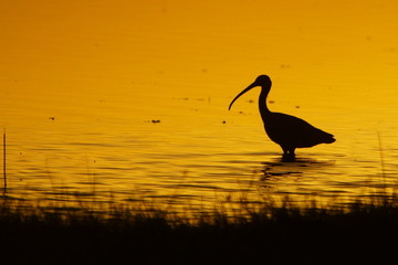 Silhouette of a bird at sunrise. Glossy Ibis / Plegadis falcinellus