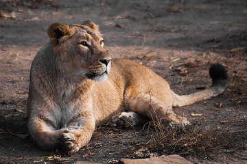 lioness is a strong and beautiful animal, demonstrates emotions.