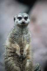 Meerkat face close up. A portrait of animal Suricate