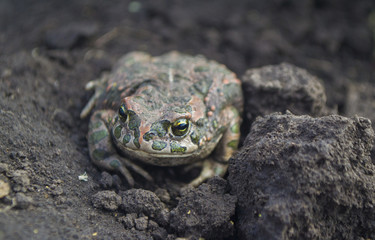 Amphibian toad frog on the field ground, European green toad