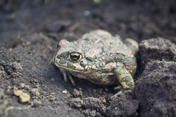 Amphibian toad frog on the field ground, European green toad