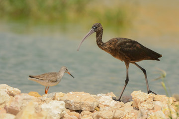 Glossy Ibis / Plegadis falcinellus