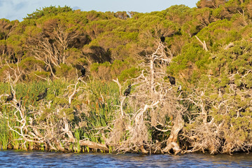 Great Cormorant, Little Pied Cormorant birds on tree at Lake Seppings, Albany, Western Australia.