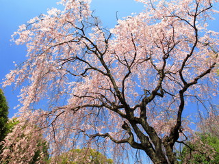 満開の枝垂れ桜