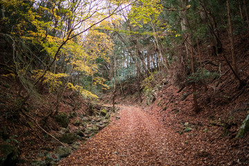 Dry brown leaves cover dirt road under bright yellow foliage as fall turns to winter