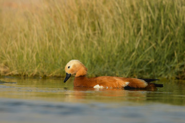 Ruddy Shelduck / Tadorna ferruginea