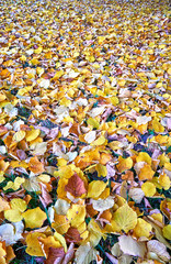Colorful autumn leaves in many colors.