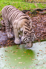 Fototapeta na wymiar White Tiger drinking in the Zoo 'Ouwehands dierenpark', Rhenen, Netherlands