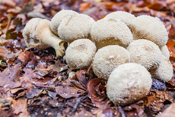 A group of white mushrooms (Lycoperdon perlatum) in the forest