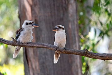 two kookaburra looking at each other